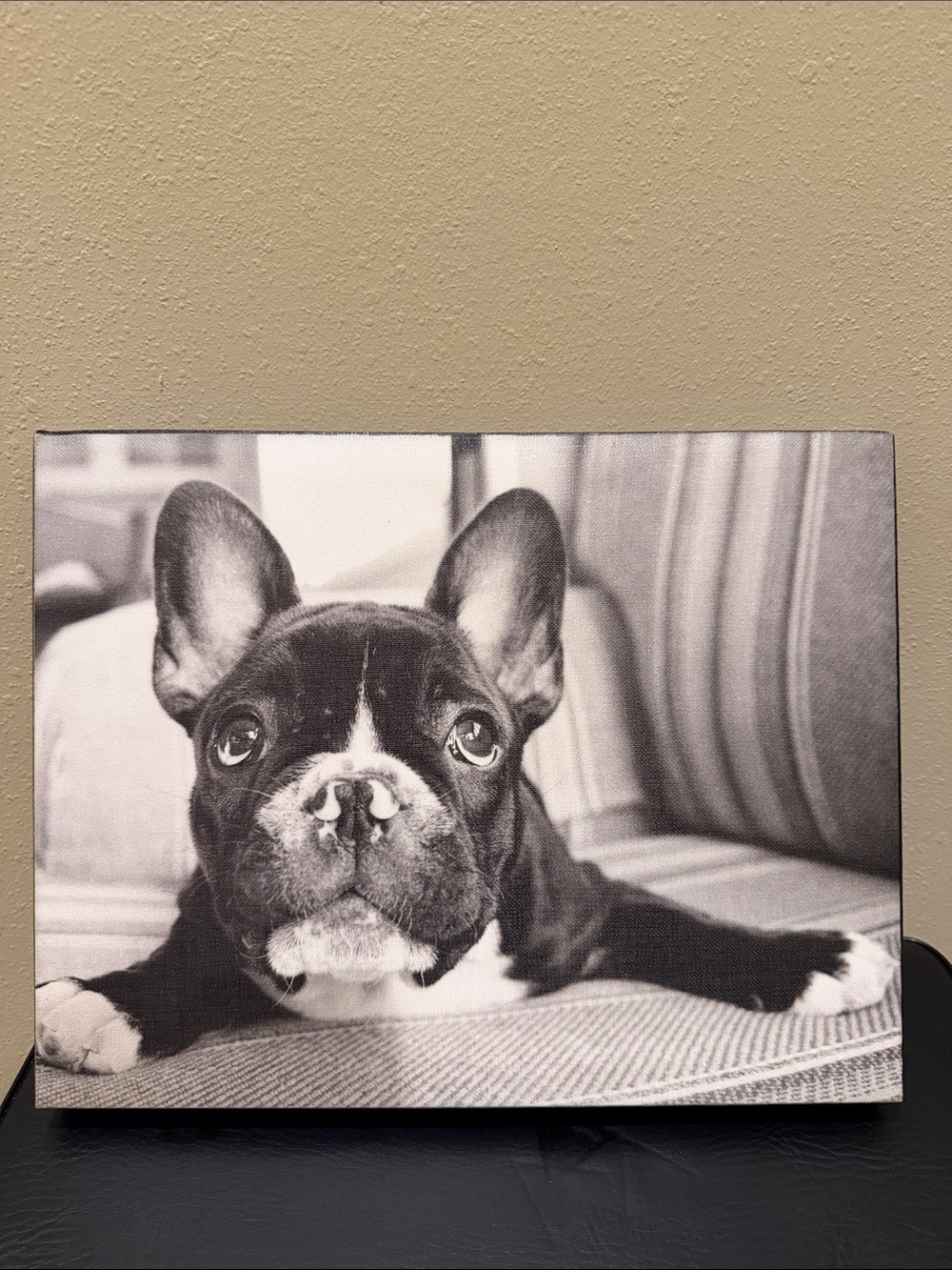 Framed Black and White French Bulldog Frenchie Canvas Print - Pets Dog Wall Art